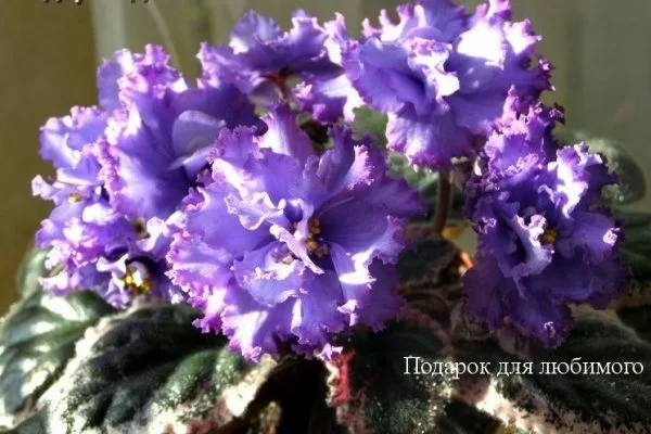 Подарок для любимого-фиалка