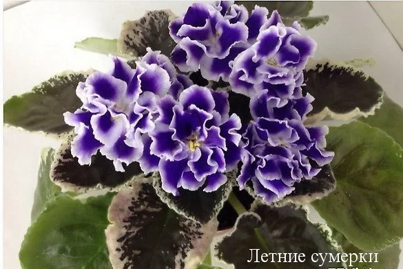 летние сумерки фото фиалка онлайн летние сумерки фото фиалка