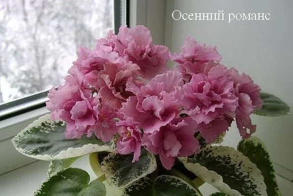 Фиалка Осенний Фото