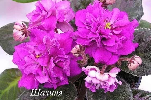 фото фиалка шахиня онлайн фото фиалка шахиня