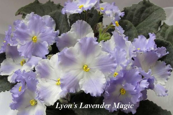 Фиалка Lyon’s Lavender Magic (S.Sorano) фото