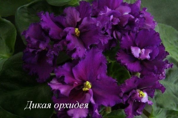 Фиалка Дикая Орхидея (Е. Коршунова) фото