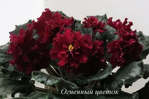 Фиалка Огненный Цветок (Е.Лебецкая) фото