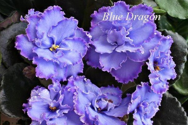 Фиалка Blue Dragon (Sorano) фото2