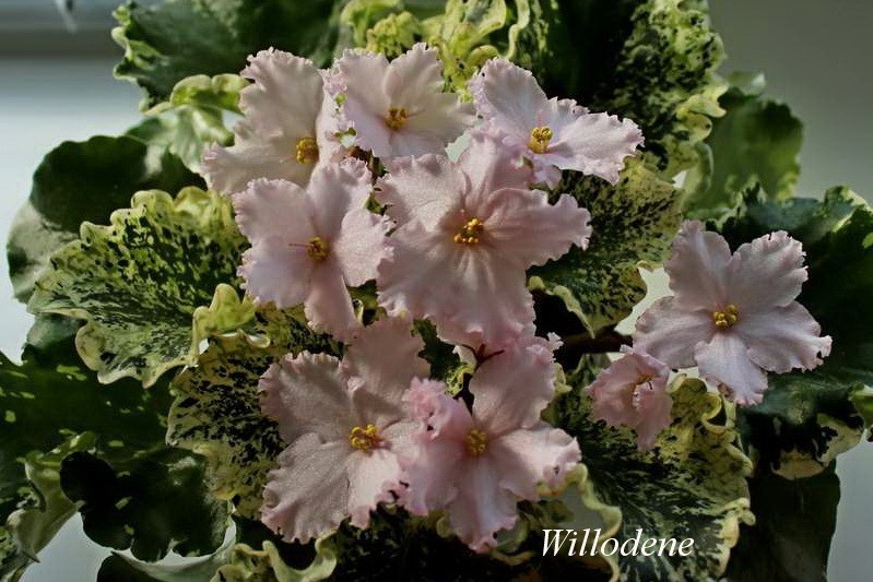 Willodene Пестролистые фиалки   удивительная красота без цветов.