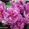 Фиалка Анжелика (Т.Пугачева) фото