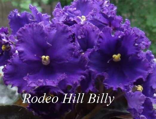 Фиалка Rodeo Hill Billy (L.Munk/J.Munk) фото