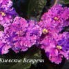 Фиалка Киевские Встречи (Е.Лебецкая) фото2