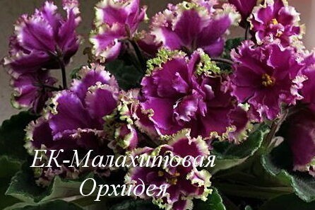 Фиалка ЕК-Малахитовая Орхидея (Е.В. Коршунова) фото