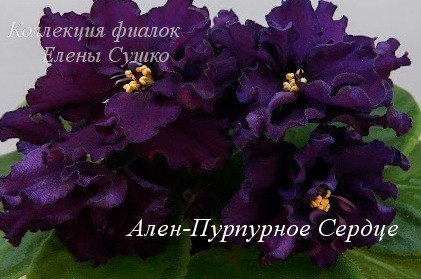 Фиалка Ален-Пурпурное Сердце фото