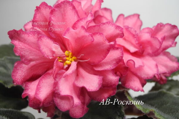 Фиалка АВ-Роскошь (Фиалковод)