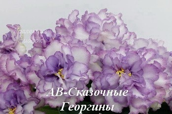 Фиалка АВ-Сказочные Георгины (Фиалковод)