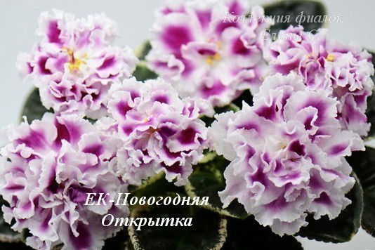 Фіалка ЕК-Новорічна Листівка