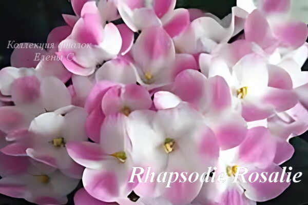 Фіалка Rhapsodie Rosalie