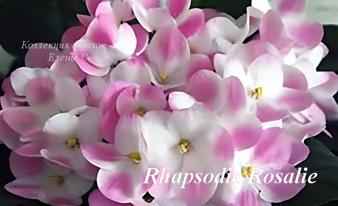 Фіалка Rhapsodie Rosalie