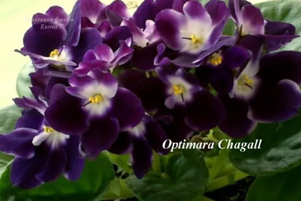 Фіалка Optimara Chagall