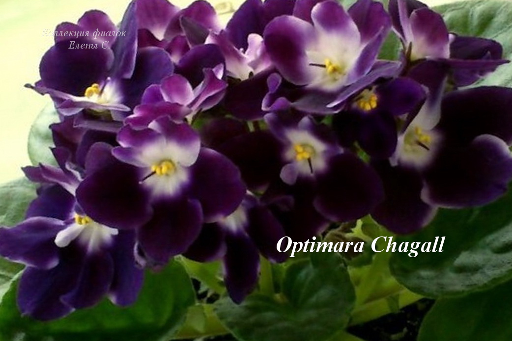 Фіалка Optimara Chagall